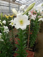 [5153 White Sae DJ No01.JPG]